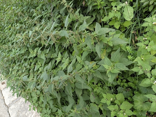 great stinging nettle