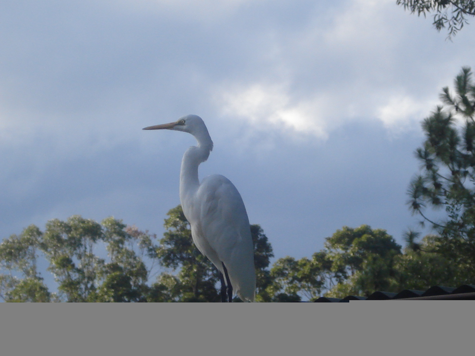 Great Egret