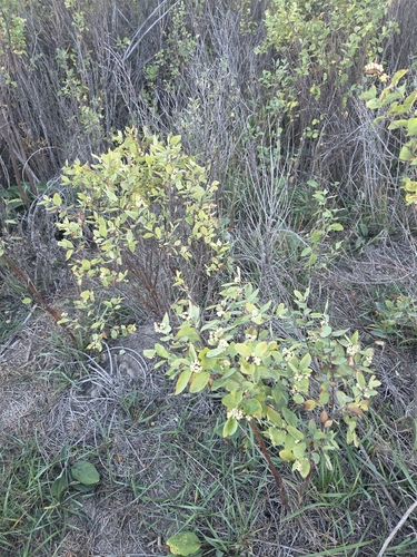Western Snowberry
