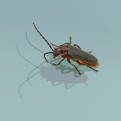 Atalantycha bilineata