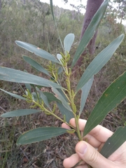 Acacia longifolia sophorae