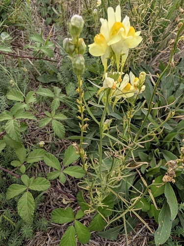 common toadflax