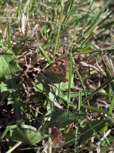 Small Copper