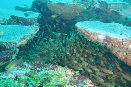 Parapriacanthus observed 2026-09-13