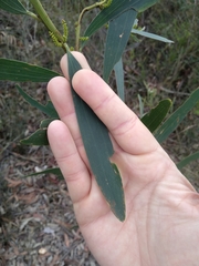 Acacia longifolia sophorae