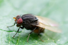 Minettia longipennis