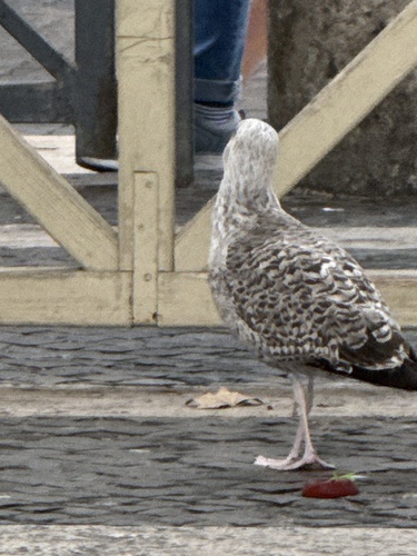 Yellow-legged Gull