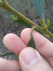 Acacia longifolia sophorae