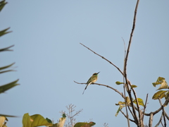 Merops orientalis