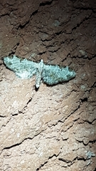 Eupithecia ravocostaliata