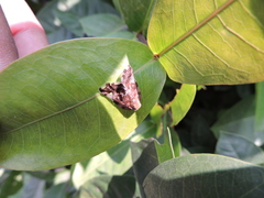 Lepidoptera
