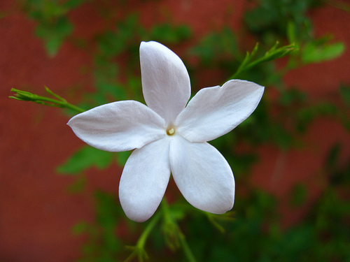 Common Jasmine (Bejucos y plantas trepadoras de Puerto Rico e Islas  Vírgenes) · iNaturalist