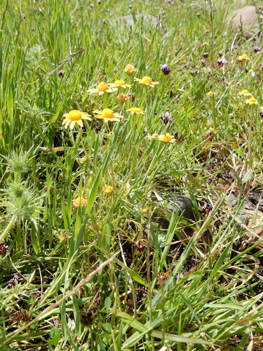 iNaturalist observation photo of Fremont's goldfields