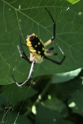 Yellow Garden Spider