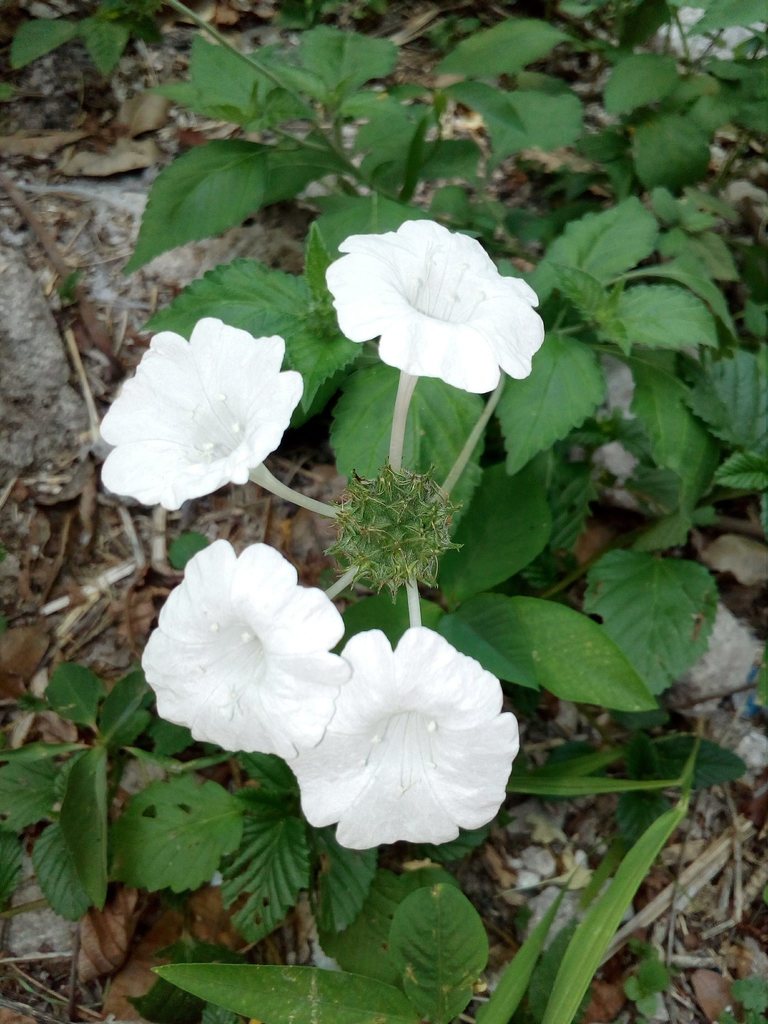 Varronia limicola
