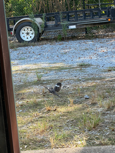 Northern Mockingbird