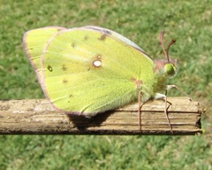 Colias electo