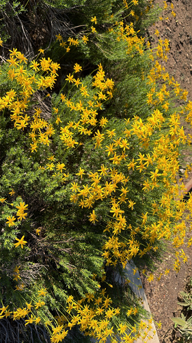 Chrysactinia mexicana, 2026-10-06