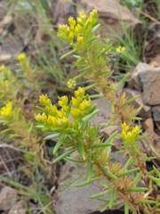 Sedum stenopetalum