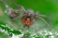 Agelena labyrinthica