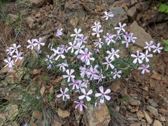 Phlox longifolia