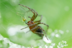 Agelena labyrinthica