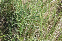 Galatella biflora