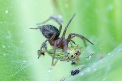 Agelena labyrinthica