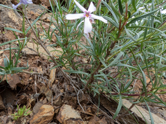 Phlox longifolia