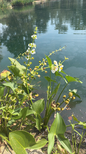 Sagittaria brevirostra, 2026-09-30