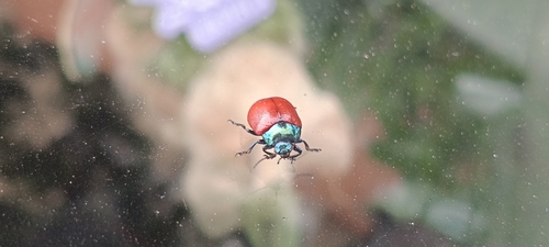 Chrysolina grossa