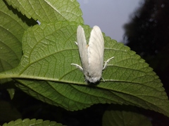 Lepidoptera