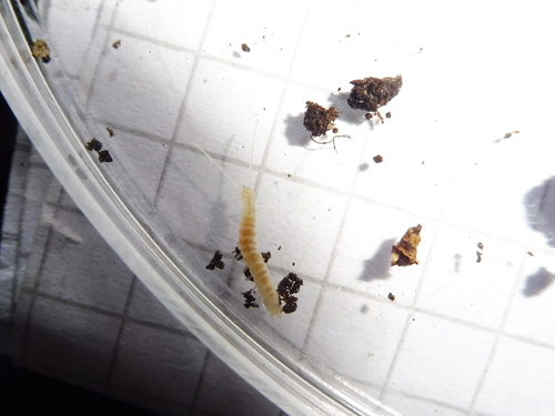 Scutigerella