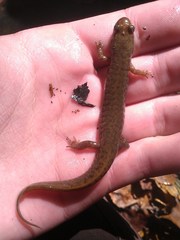 Desmognathus welteri