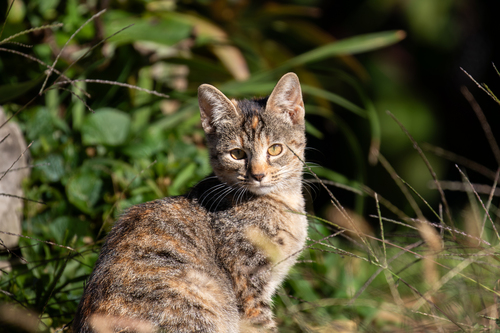 Domestic Cat