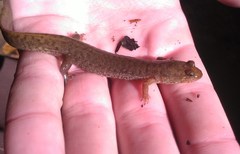 Desmognathus welteri