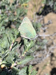 Callophrys affinis
