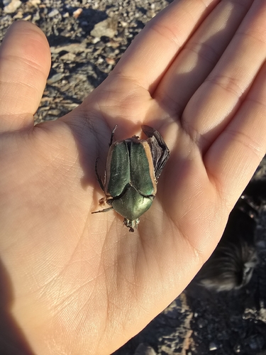 Figeater Beetle