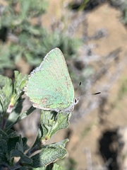 Callophrys affinis