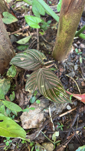 Goeppertia gymnocarpa (Goeppertia gymnocarpa)