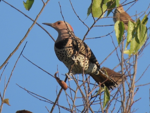 Northern Flicker