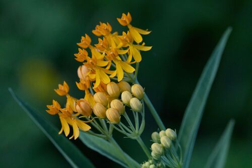 Asclepias curassavica observed 2026-09-16