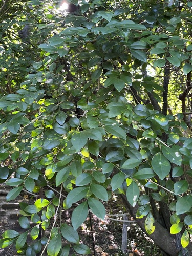 Distylium racemosum observed 2026-10-04