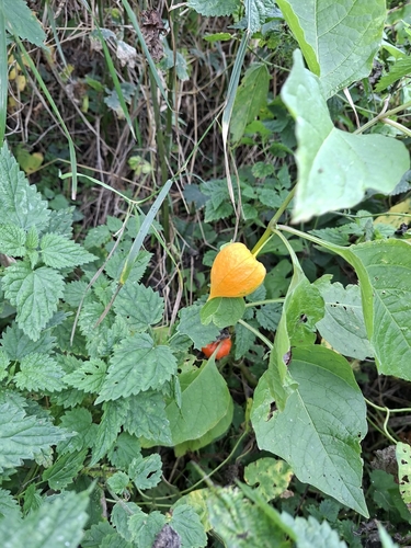 Japanese-lantern