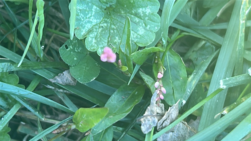 low smartweed