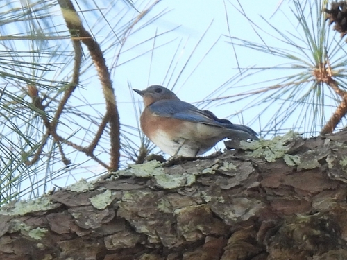 Eastern Bluebird