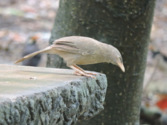 Argya striata