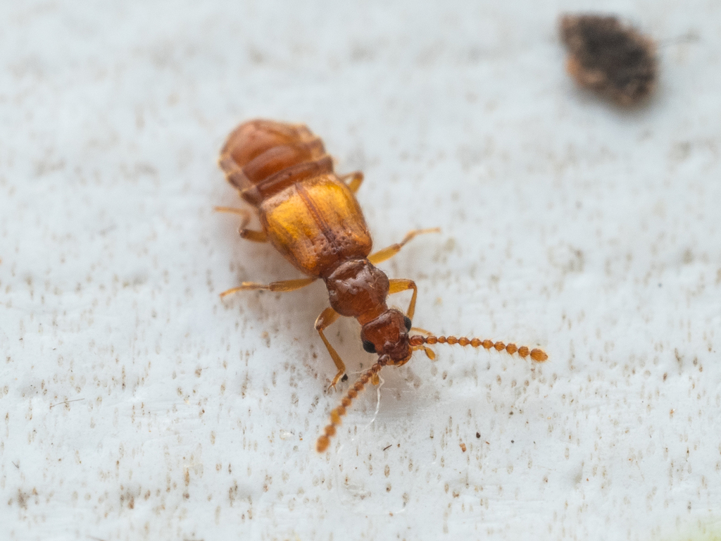 Sonoma parviceps
