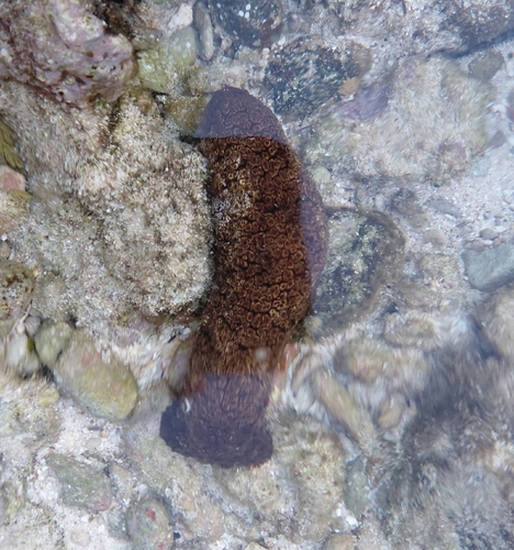 Actinopyga mauritiana observed 2026-10-06