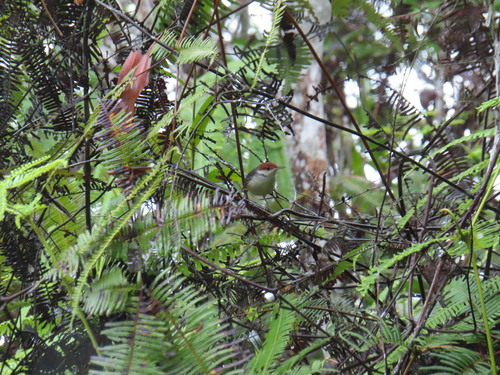 Orthotomus sericeus observed 2026-09-23